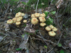 Опёнок летний