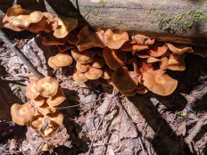 Опёнок летний