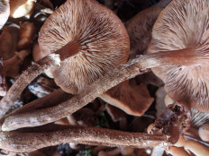 Опёнок летний