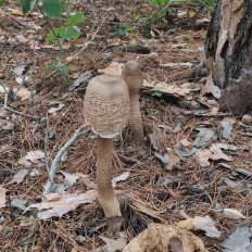 Гриб из Тольятти