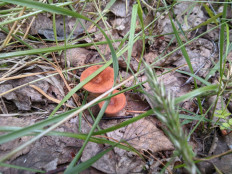 Гриб из Владимир