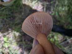 Гриб из Владимир