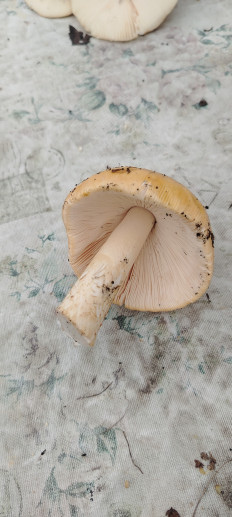 Гриб из эртиль