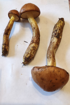 Гриб из Воронеж