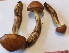 Гриб из Воронеж