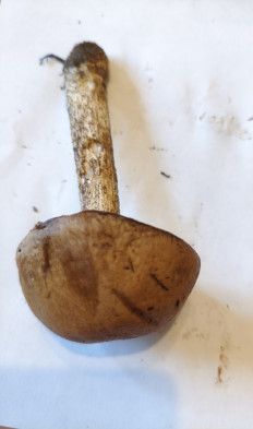 Гриб из Воронеж