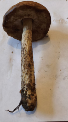 Гриб из Воронеж