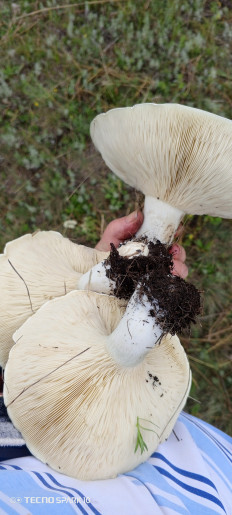 Гриб из Новосергиевка