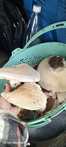 Гриб из Новосергиевка