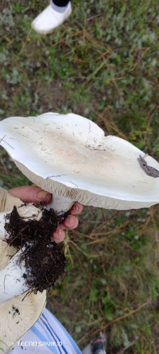 Гриб из Новосергиевка