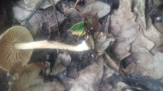 Коллибия обернутая