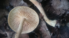 Коллибия обернутая