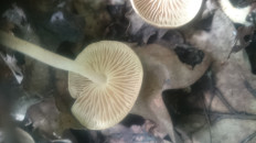 Коллибия обернутая