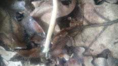 Коллибия обернутая