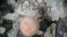 Коллибия обернутая