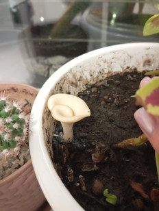 Гоенбуелия лепестковидная