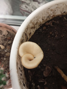 Гоенбуелия лепестковидная