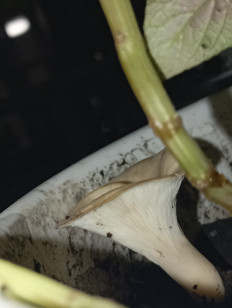 Гоенбуелия лепестковидная