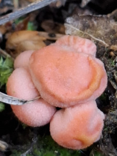 Ликогала древесинная (Волчье молоко)