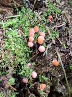 Ликогала древесинная (Волчье молоко)