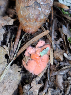 Ликогала древесинная (Волчье молоко)