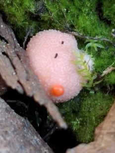 Ликогала древесинная (Волчье молоко)