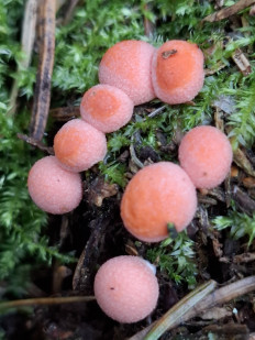 Ликогала древесинная (Волчье молоко)