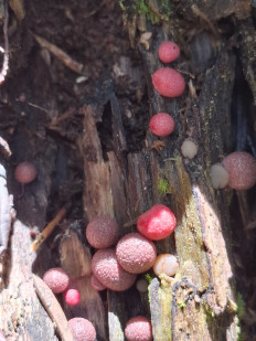 Ликогала древесинная (Волчье молоко)