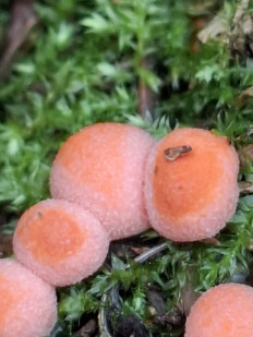 Ликогала древесинная (Волчье молоко)