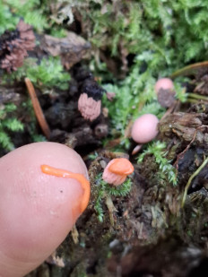 Ликогала древесинная (Волчье молоко)