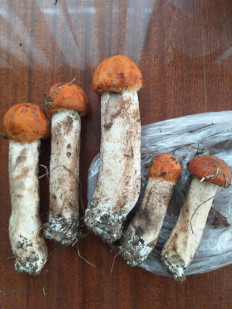 Подосиновик белоножковый