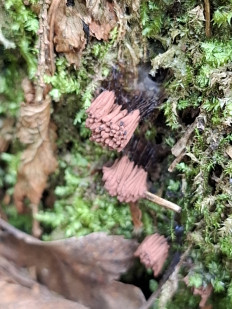 Стемонитис осевой