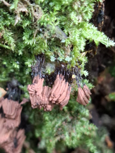 Стемонитис осевой