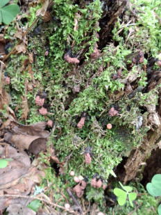 Стемонитис осевой