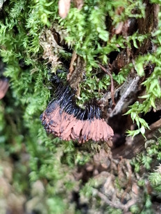 Стемонитис осевой