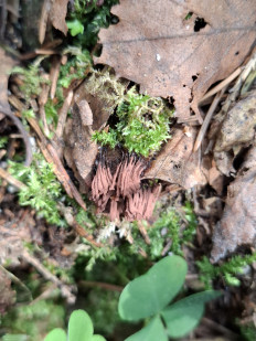 Стемонитис осевой