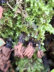 Стемонитис осевой