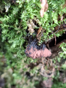 Стемонитис осевой