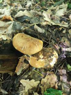 Свинушка толстая