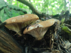 Свинушка толстая