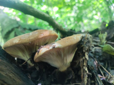 Свинушка толстая