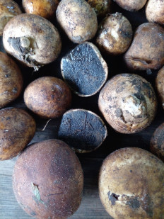 Гриб из Самарская область