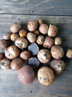 Гриб из Самарская область