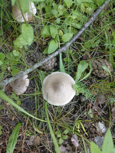 Гриб из Москва