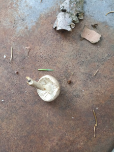 Гриб из Москва