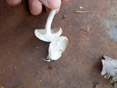 Гриб из Москва