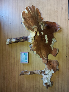 Гриб из д. Лужки, Наро-Фоминский район