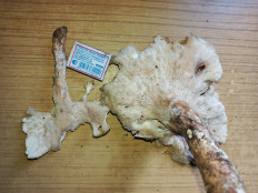 Гриб из д. Лужки, Наро-Фоминский район