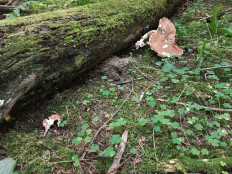 Гриб из д. Лужки, Наро-Фоминский район