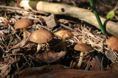 Гриб из Ярославль